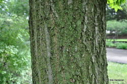 Acer ginnala — photo 4